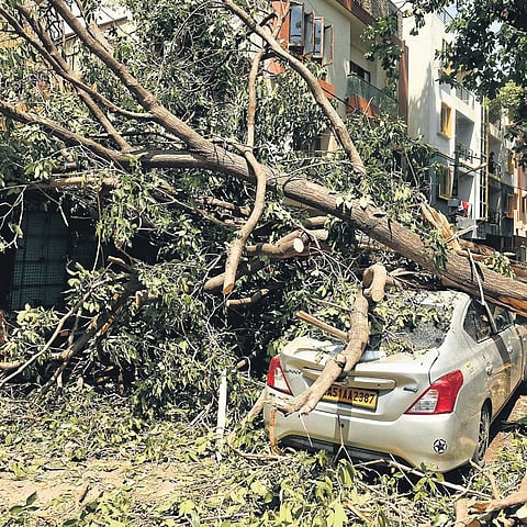 ಮಳೆಗೆ ಧರೆಗುರುಳಿದ ಮರಕ್ಕೆ ಕಾರು ಜಖಂಗೊಂಡಿರುವುದು