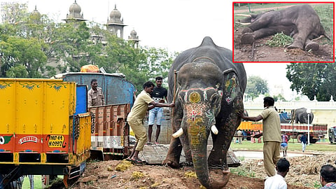 Mysuru Dasara elephant ashwathama