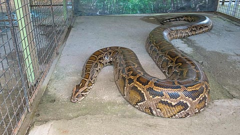 Python-Indonesia