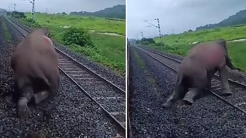 Kanchanjunga Express-wild elephant