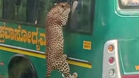 ಸಫಾರಿ ಬಸ್ ಏರಿದ ಚಿರತೆ