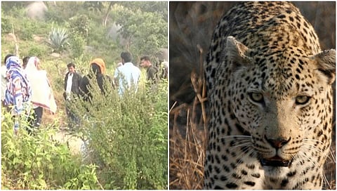 ಆಘಾತಕಾರಿ ಘಟನೆ: ತಾನು ಕೊಂದಿದ್ದ ಮಹಿಳೆಯ ದೇಹವನ್ನು ಅಂತ್ಯಸಂಸ್ಕಾರ ವೇಳೆ ಹೊತ್ತೊಯ್ಯಲು ಯತ್ನಿಸಿದ ಚಿರತೆ!