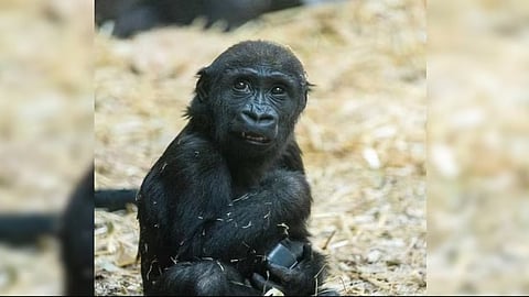young Gorilla