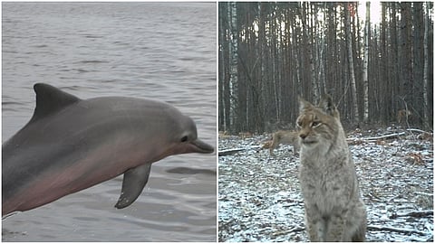 dolphins live in ganga river- wild animals in chernobyl