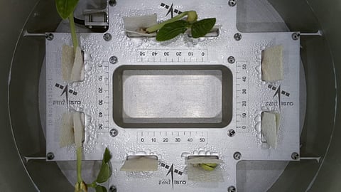 Cowpea seedlings onboard ISRO's POEM-4 sprout first leaves in space