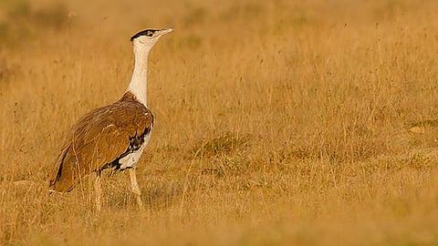 great Indian bustard