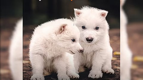 dire wolf