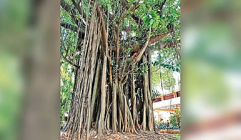 Peepal tree