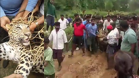 Leopard caught near Bengaluru