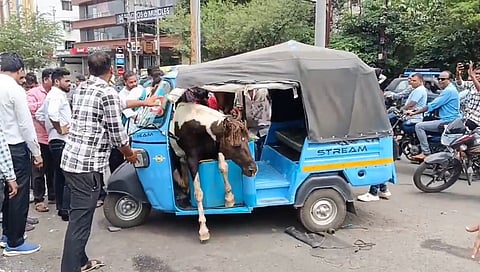 Fierce fight between two horses turns injurious to E-auto rickshaw occupants