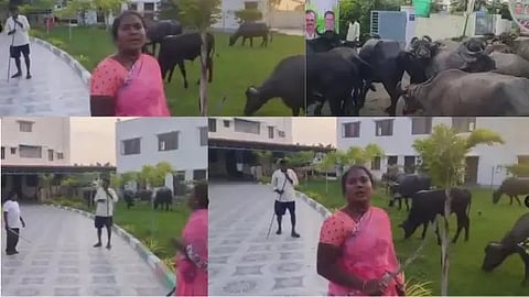 tie buffaloes at Congress MLA's office
