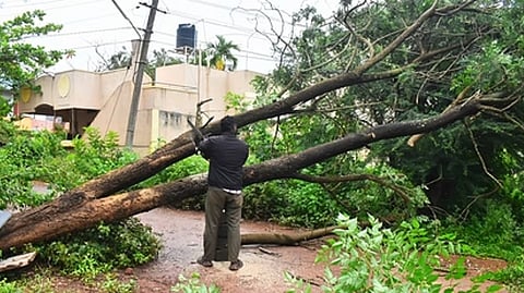 Bengaluru is witnessing tree fall incidents that have either maimed or claimed lives of people and damaged vehicles, roads and buildings.