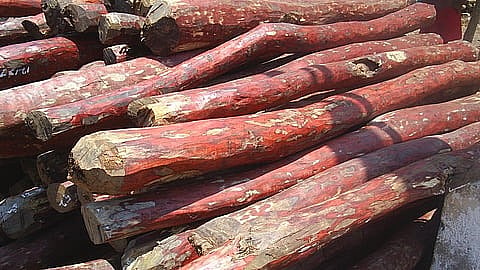 sandalwood Tree Wood