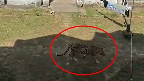 Leopard