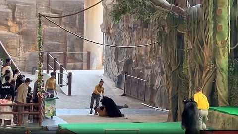 black bear unexpectedly attacked its keeper during a show