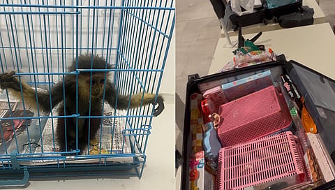 Red-Shanked Doucs hidden in his checked-in baggage