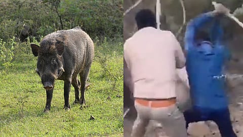ಅರಣ್ಯಾಧಿಕಾರಿ ಮೇಲೆ ಕಾಡು ಹಂದಿ ದಾಳಿ