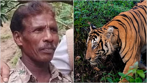 ಚಾಮರಾಜನಗರ: ಹುಲಿ ದಾಳಿಗೆ ಅರಣ್ಯ ಇಲಾಖೆ ಸಿಬ್ಬಂದಿ ಸಾವು