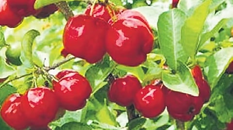 exotic orchards