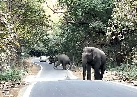 Elephant halts traffic near Corbett National Park to help injured herd member cross road