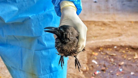 crow death