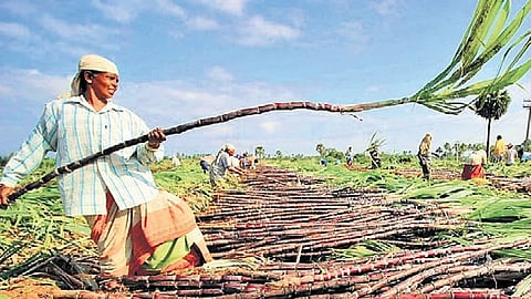farmer Casual Images