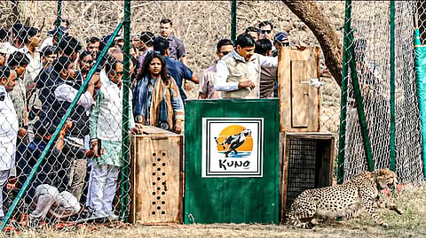 Madhya Pradesh CM Mohan Yadav releases two female cheetahs