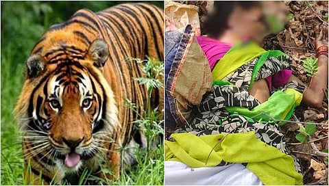 Tiger Attack