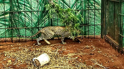 leopard