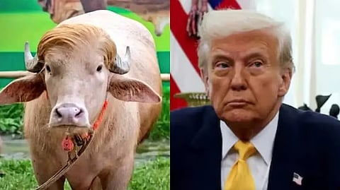 Donald Trump buffalo