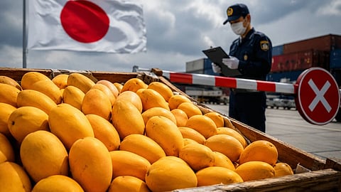 Japan Bans Indian Mangoes