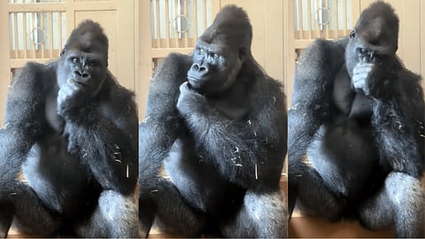 Gorillas human-like reaction after fight with mate goes viral
