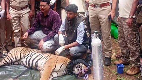 Female Tiger Captured in Mysuru, Video Goes Viral