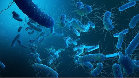 Shigella infection
