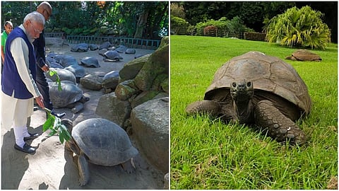 Modi meets world's oldest living land animal in Seychelles