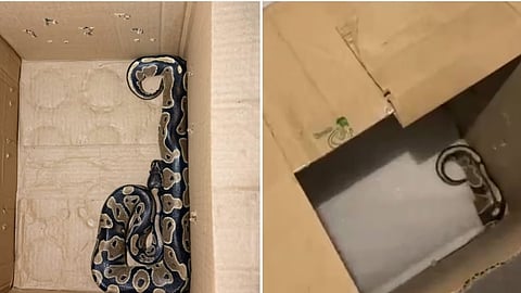 Python seized from a Apartment in Bengaluru