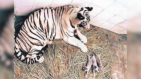 A 12-year-old tigress and her five cubs captured near Bandipur Tiger Reserve.