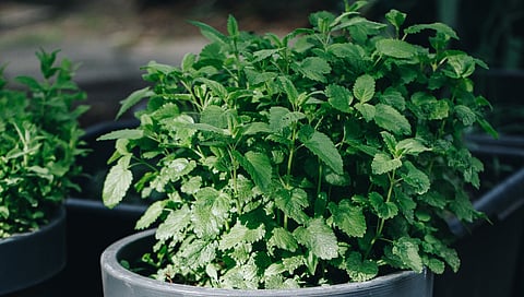 Stevia Plant