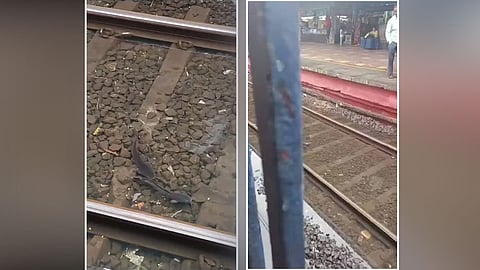 Fish Spotted Swimming Along Flooded Local Railway Tracks