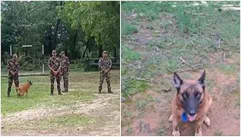 ANF sniffer dog Alchi retires after eight years of service