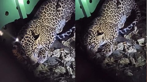 Male Leopard in Chitradurga