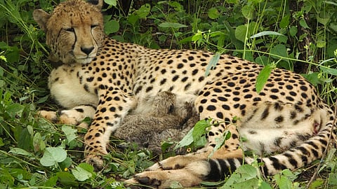 Indian-born female cheetah, has given birth to four cubs in Kuno