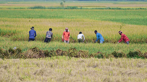 India's monsoon deficit widens to 15%, strengthening El Nino poses farm risk: Report