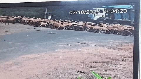 Speeding Truck Runs Over Flock Of Sheep And Goats On Gujarat Highway