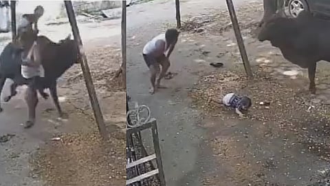 Stray Bull Knocks Down Man Carrying Baby