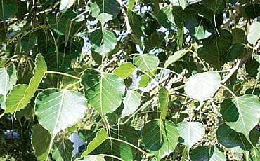 ಸಸ್ಯಗ್ರಹ