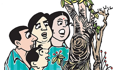 ಚಿಟ್ಟೆ ಗೂಡು