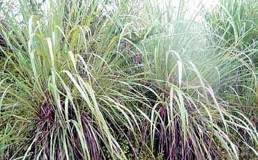 ನಿಂಬೆ ಹುಲ್ಲು