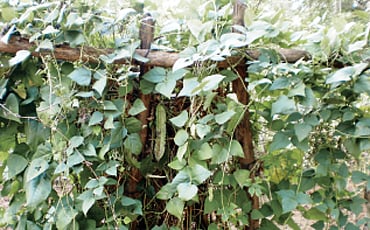 ಮತ್ತಿ ಅವರೆ
