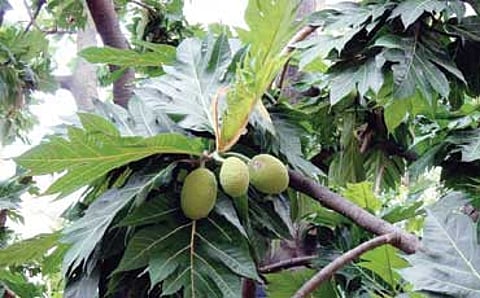 ನೀರು ಹಲಸು